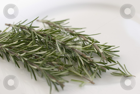 To use this stock image in your creative project, please select the size you need over to the right and click the "Add to Cart" button.
Your downloaded image will come with the Cutcaster watermark removed so don’t worry about the watermark you see on this page. Rosemary stock photo, Rosemary (Rosmarinus officinalis), a perennial herb with fragrant evergreen leaves. It is native to the Mediterranean region. by Stephen Gibson