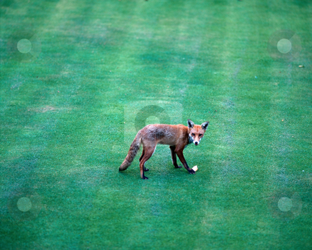 To use this stock image in your creative project, please select the size you need over to the right and click the "Add to Cart" button.
Your downloaded image will come with the Cutcaster watermark removed so don’t worry about the watermark you see on this page. Fox on a lawn stock photo, Fox on a lawn by Mpixis World