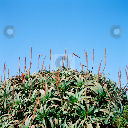 To use this stock image in your creative project, please select the size you need over to the right and click the "Add to Cart" button.
Your downloaded image will come with the Cutcaster watermark removed so don’t worry about the watermark you see on this page. MPIXIS250289 stock photo, Aloe plants under blue sky by Mpixis World
