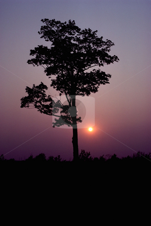To use this stock image in your creative project, please select the size you need over to the right and click the "Add to Cart" button.
Your downloaded image will come with the Cutcaster watermark removed so don’t worry about the watermark you see on this page. MPIXIS250540 stock photo, Silhouetted tree at sunset by Mpixis World