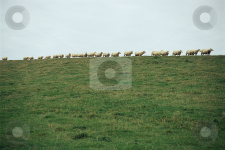 To use this stock image in your creative project, please select the size you need over to the right and click the "Add to Cart" button.
Your downloaded image will come with the Cutcaster watermark removed so don’t worry about the watermark you see on this page. MPIXIS250914 stock photo, Row of sheep by Mpixis World