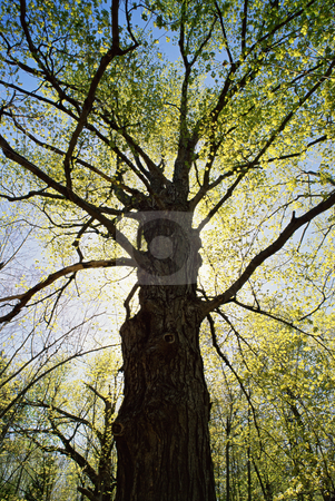 To use this stock image in your creative project, please select the size you need over to the right and click the "Add to Cart" button.
Your downloaded image will come with the Cutcaster watermark removed so don’t worry about the watermark you see on this page. MPIXIS250705 stock photo, Tree in spring time by Mpixis World