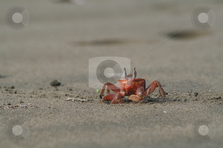 To use this stock image in your creative project, please select the size you need over to the right and click the "Add to Cart" button.
Your downloaded image will come with the Cutcaster watermark removed so don’t worry about the watermark you see on this page. Crab on the beach stock photo, A red ghost crab on a sandy beach. by Johannes Reschl