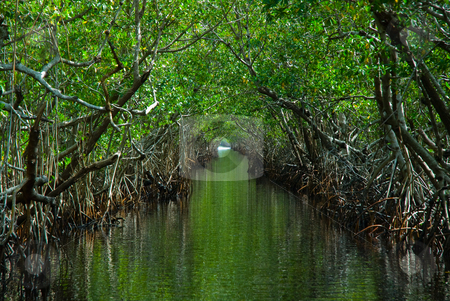 To use this stock image in your creative project, please select the size you need over to the right and click the "Add to Cart" button.
Your downloaded image will come with the Cutcaster watermark removed so don’t worry about the watermark you see on this page. The Everglades stock photo, This picture was taken in the Everglades. by Matthew Schwartz