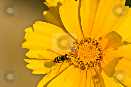 To use this stock image in your creative project, please select the size you need over to the right and click the "Add to Cart" button.
Your downloaded image will come with the Cutcaster watermark removed so don’t worry about the watermark you see on this page. Bee on a Yellow Flower stock photo, A bee casting its shadow on a yellow flower. by Eric Gaston