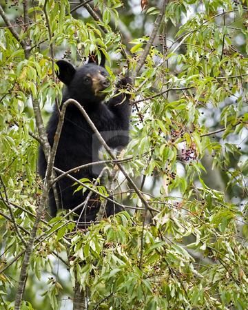 To use this stock image in your creative project, please select the size you need over to the right and click the "Add to Cart" button.
Your downloaded image will come with the Cutcaster watermark removed so don’t worry about the watermark you see on this page. Black bear cub in wild cherry tree stock photo, Black bear cub high in a wild black cherry tree feeding on ripe cherries. Location is east Tennessee. by Greg Hutson