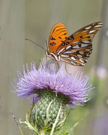 To use this stock image in your creative project, please select the size you need over to the right and click the "Add to Cart" button.
Your downloaded image will come with the Cutcaster watermark removed so don’t worry about the watermark you see on this page. Gulf fritillary butterfly feeding on Bull thistle stock photo, This Gulf fritillary butterfly is seen collecting nector from a Bull thistle plant in east Tennessee. I searched an entire 40 acre field of thistle looking for another Gulf fritillary, but this was the only one. by Greg Hutson