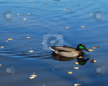 To use this stock image in your creative project, please select the size you need over to the right and click the "Add to Cart" button.
Your downloaded image will come with the Cutcaster watermark removed so don’t worry about the watermark you see on this page. Duck stock photo, Duck floating in a pond by Bill Parmentier