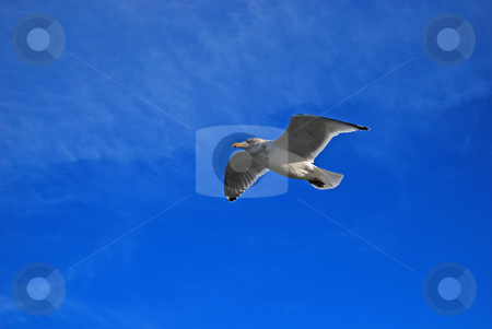 To use this stock image in your creative project, please select the size you need over to the right and click the "Add to Cart" button.
Your downloaded image will come with the Cutcaster watermark removed so don’t worry about the watermark you see on this page. Flying Seagull stock photo, Seagull flying through clear blue sky by Bill Parmentier