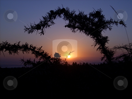 To use this stock image in your creative project, please select the size you need over to the right and click the "Add to Cart" button.
Your downloaded image will come with the Cutcaster watermark removed so don’t worry about the watermark you see on this page. Sunset in the Savanah stock photo, A beautiful sunset in the Amboseli, Kenya as seen through the branches of a thorn bush. by Rose Nthiwa