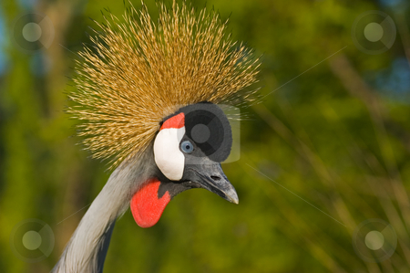 To use this stock image in your creative project, please select the size you need over to the right and click the "Add to Cart" button.
Your downloaded image will come with the Cutcaster watermark removed so don’t worry about the watermark you see on this page. Black crowned crane. stock photo, Black crowned crane. by Pablo Caridad