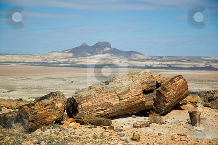 To use this stock image in your creative project, please select the size you need over to the right and click the "Add to Cart" button.
Your downloaded image will come with the Cutcaster watermark removed so don’t worry about the watermark you see on this page. Petrified wood in Patagonia stock photo, Petrified wood in Patagonia, Southern Argentina. by Pablo Caridad