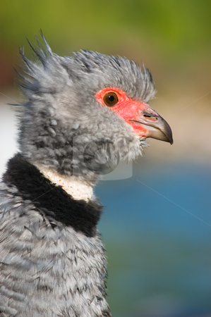To use this stock image in your creative project, please select the size you need over to the right and click the "Add to Cart" button.
Your downloaded image will come with the Cutcaster watermark removed so don’t worry about the watermark you see on this page. Southern screamer stock photo, Southern screamer (Chauna torquata) by Pablo Caridad