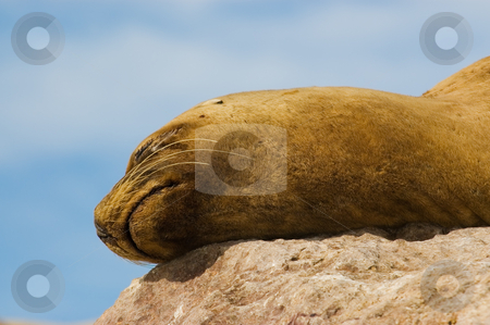 To use this stock image in your creative project, please select the size you need over to the right and click the "Add to Cart" button.
Your downloaded image will come with the Cutcaster watermark removed so don’t worry about the watermark you see on this page. Sea Lion in the coast of Patagonia stock photo, Sea Lion in the coast of Patagonia, Argentina. by Pablo Caridad