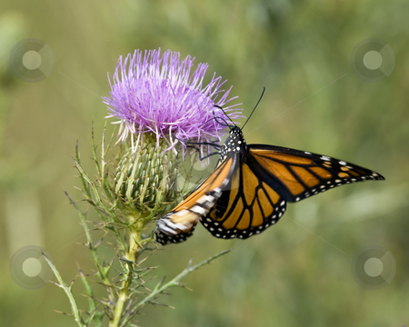 To use this stock image in your creative project, please select the size you need over to the right and click the "Add to Cart" button.
Your downloaded image will come with the Cutcaster watermark removed so don’t worry about the watermark you see on this page. Monarch butterfly feeding on Bull thistle stock photo, The Monarch butterfly (Danaus plexippus) is feeding on Bull thistle (Cirsium vulgare) The season is early fall. The site is east Tennessee. by Greg Hutson