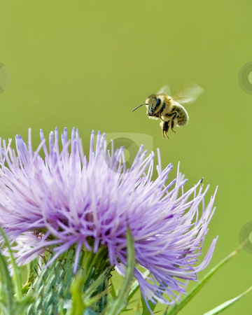 To use this stock image in your creative project, please select the size you need over to the right and click the "Add to Cart" button.
Your downloaded image will come with the Cutcaster watermark removed so don’t worry about the watermark you see on this page. Honey bee landing on Bull thistle stock photo, The Honey bee (Apis mellifera) is preparing to feed on Bull thistle (Cirsium vulgare) The season is early fall. The site is east Tennessee. by Greg Hutson