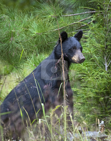 To use this stock image in your creative project, please select the size you need over to the right and click the "Add to Cart" button.
Your downloaded image will come with the Cutcaster watermark removed so don’t worry about the watermark you see on this page. Black bear sow 1 stock photo, This eastern Black bear (Ursus americanus) sow is attentively watching her single cub feed on wild black cherries. The site is east Tennessee. Free roaming bear by Greg Hutson