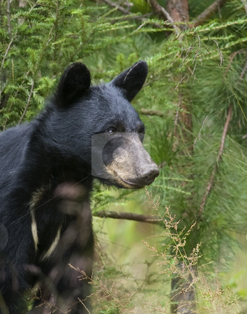 To use this stock image in your creative project, please select the size you need over to the right and click the "Add to Cart" button.
Your downloaded image will come with the Cutcaster watermark removed so don’t worry about the watermark you see on this page. Black bear sow 2 stock photo, This eastern Black bear (Ursus americanus) sow is attentively watching her single cub feed on wild black cherries. The site is east Tennessee. Free roaming bear. by Greg Hutson