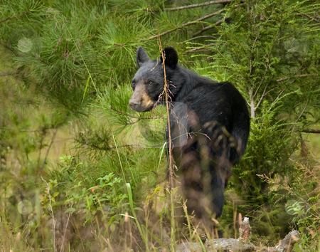 To use this stock image in your creative project, please select the size you need over to the right and click the "Add to Cart" button.
Your downloaded image will come with the Cutcaster watermark removed so don’t worry about the watermark you see on this page. Black bear sow 4 stock photo, This eastern Black bear (Ursus americanus) sow is attentively watching me, and decides I am not a threat. She moves off slowly into the brush. The site is east Tennessee. The bear is free roaming. by Greg Hutson