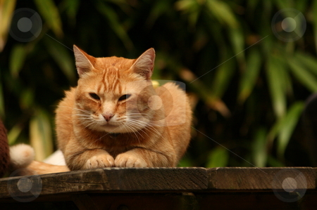 To use this stock image in your creative project, please select the size you need over to the right and click the "Add to Cart" button.
Your downloaded image will come with the Cutcaster watermark removed so don’t worry about the watermark you see on this page. Cat stock photo, Domestic cat by Louise Blankley
