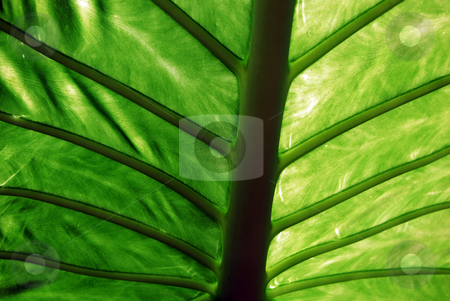 To use this stock image in your creative project, please select the size you need over to the right and click the "Add to Cart" button.
Your downloaded image will come with the Cutcaster watermark removed so don’t worry about the watermark you see on this page. Veins stock photo, Back of a large green leaved tropical plant by Paul Phillips