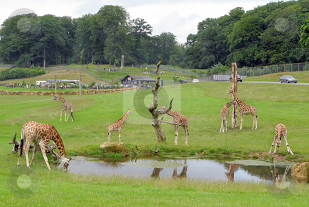 To use this stock image in your creative project, please select the size you need over to the right and click the "Add to Cart" button.
Your downloaded image will come with the Cutcaster watermark removed so don’t worry about the watermark you see on this page. Giraffes Safari Park stock photo, A few giraffes in a safari park. by Lucy Clark
