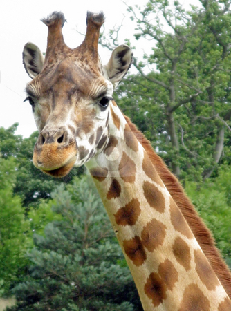 To use this stock image in your creative project, please select the size you need over to the right and click the "Add to Cart" button.
Your downloaded image will come with the Cutcaster watermark removed so don’t worry about the watermark you see on this page. Giraffe stock photo, A giraffe standing in a safari park. by Lucy Clark
