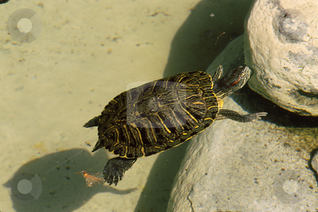 To use this stock image in your creative project, please select the size you need over to the right and click the "Add to Cart" button.
Your downloaded image will come with the Cutcaster watermark removed so don’t worry about the watermark you see on this page. Turtle stock photo, Turtle climbing onto rocks from water by Joseph Ligori