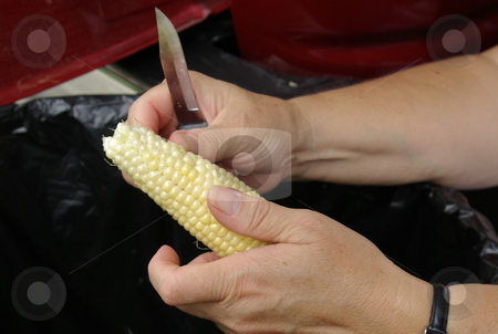To use this stock image in your creative project, please select the size you need over to the right and click the "Add to Cart" button.
Your downloaded image will come with the Cutcaster watermark removed so don’t worry about the watermark you see on this page. Woman cleans sweet corn stock photo, An Iowa woman cleans (shucks) the leaves off an ear of fresh sweet corn while sitting in her garage. More ears of sweet corn wait their turn on the tail end of her pickup. by Dennis Thomsen