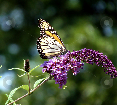 To use this stock image in your creative project, please select the size you need over to the right and click the "Add to Cart" button.
Your downloaded image will come with the Cutcaster watermark removed so don’t worry about the watermark you see on this page. Butterfly on a Purple Buddleia stock photo, Beautiful big butterfly on a purple buddleia by Maria Alessandra Nusiner
