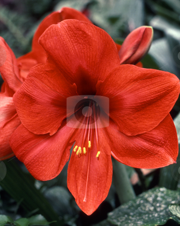 To use this stock image in your creative project, please select the size you need over to the right and click the "Add to Cart" button.
Your downloaded image will come with the Cutcaster watermark removed so don’t worry about the watermark you see on this page. Red Amaryllis stock photo, Red-flowered amaryllis (Hippeastrum species). by Kathy Piper