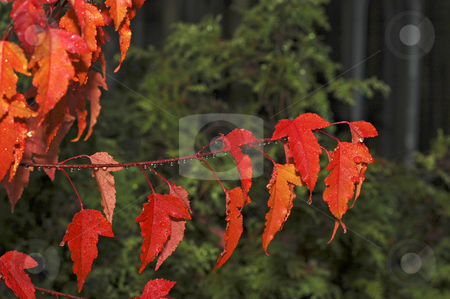 To use this stock image in your creative project, please select the size you need over to the right and click the "Add to Cart" button.
Your downloaded image will come with the Cutcaster watermark removed so don’t worry about the watermark you see on this page. Bright Red Maples Leaves stock photo, Maple Leaves and water droplest close up by Pierre Landry