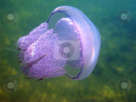 To use this stock image in your creative project, please select the size you need over to the right and click the "Add to Cart" button.
Your downloaded image will come with the Cutcaster watermark removed so don’t worry about the watermark you see on this page. Jellyfish and small fishes stock photo, Jellyfish and small fishes in Black sea by Roman Vintonyak