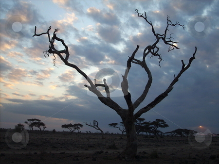 To use this stock image in your creative project, please select the size you need over to the right and click the "Add to Cart" button.
Your downloaded image will come with the Cutcaster watermark removed so don’t worry about the watermark you see on this page. Dead tree silhouetted against changing sky stock photo, A dead tree in the Amboseli silhouetted against the changing evening sky. by Rose Nthiwa