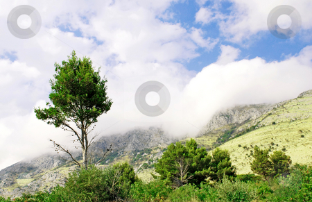 To use this stock image in your creative project, please select the size you need over to the right and click the "Add to Cart" button.
Your downloaded image will come with the Cutcaster watermark removed so don’t worry about the watermark you see on this page. Mountain fog and single tree stock photo, Single tree in fog over mountain landscape by Julija Sapic