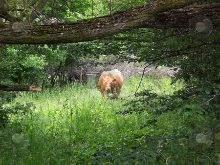 To use this stock image in your creative project, please select the size you need over to the right and click the "Add to Cart" button.
Your downloaded image will come with the Cutcaster watermark removed so don’t worry about the watermark you see on this page. Surprised cow eating stock photo, by J.G. Byers