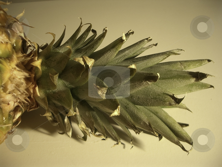 To use this stock image in your creative project, please select the size you need over to the right and click the "Add to Cart" button.
Your downloaded image will come with the Cutcaster watermark removed so don’t worry about the watermark you see on this page. Pineapple-013 stock photo, Pineapple-013 by Creative Shield