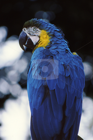 To use this stock image in your creative project, please select the size you need over to the right and click the "Add to Cart" button.
Your downloaded image will come with the Cutcaster watermark removed so don’t worry about the watermark you see on this page. Blue and Gold Mccaw stock photo, Beautiful Blue and gold Mccaw from back with head turned showing facial features by Joseph Ligori