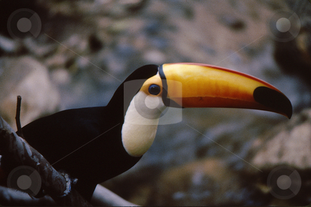 To use this stock image in your creative project, please select the size you need over to the right and click the "Add to Cart" button.
Your downloaded image will come with the Cutcaster watermark removed so don’t worry about the watermark you see on this page. Toucan stock photo, Toucan perched with beautiful beak and cloring by Joseph Ligori