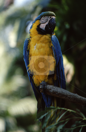 To use this stock image in your creative project, please select the size you need over to the right and click the "Add to Cart" button.
Your downloaded image will come with the Cutcaster watermark removed so don’t worry about the watermark you see on this page. Blue and Gold Mccaw front view stock photo, Beautiful blue and gold mccaw perched facing forward by Joseph Ligori