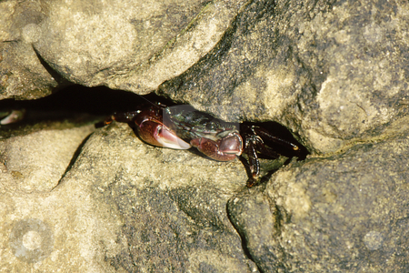 To use this stock image in your creative project, please select the size you need over to the right and click the "Add to Cart" button.
Your downloaded image will come with the Cutcaster watermark removed so don’t worry about the watermark you see on this page. Crabs hiding in rocks stock photo, Colorful crabs hiding in rock crevices along shore by Joseph Ligori