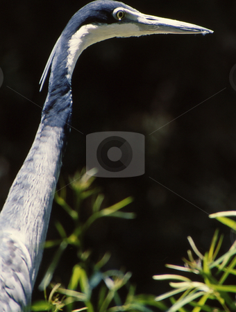 To use this stock image in your creative project, please select the size you need over to the right and click the "Add to Cart" button.
Your downloaded image will come with the Cutcaster watermark removed so don’t worry about the watermark you see on this page. Gray Crane Long Neck stock photo, Closeup of long neck and head of crane by Joseph Ligori