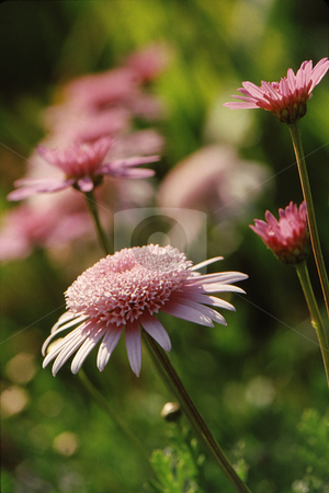 To use this stock image in your creative project, please select the size you need over to the right and click the "Add to Cart" button.
Your downloaded image will come with the Cutcaster watermark removed so don’t worry about the watermark you see on this page. Pink Daisy splendor stock photo, Pink daisy with dense and detailed center with pink daisy background by Joseph Ligori