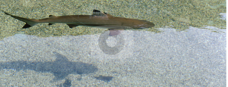 To use this stock image in your creative project, please select the size you need over to the right and click the "Add to Cart" button.
Your downloaded image will come with the Cutcaster watermark removed so don’t worry about the watermark you see on this page. Shark in habitat stock photo, Shark swimming in ocean habitat seen from above by Joseph Ligori