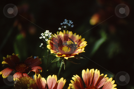 To use this stock image in your creative project, please select the size you need over to the right and click the "Add to Cart" button.
Your downloaded image will come with the Cutcaster watermark removed so don’t worry about the watermark you see on this page. Flower with bee top view stock photo, Yellow and red flow with bee inside top view by Joseph Ligori
