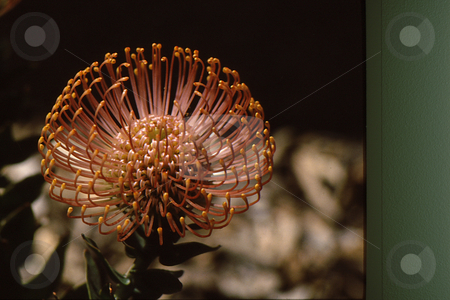 To use this stock image in your creative project, please select the size you need over to the right and click the "Add to Cart" button.
Your downloaded image will come with the Cutcaster watermark removed so don’t worry about the watermark you see on this page. Orange Bloom stock photo, Unusual bloom from succulent plant with orange extensions by Joseph Ligori