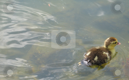 To use this stock image in your creative project, please select the size you need over to the right and click the "Add to Cart" button.
Your downloaded image will come with the Cutcaster watermark removed so don’t worry about the watermark you see on this page. Baby duck swimming on a lake stock photo, by Mbudley Mbudley