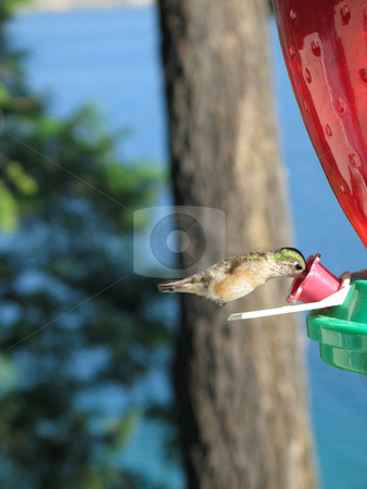 To use this stock image in your creative project, please select the size you need over to the right and click the "Add to Cart" button.
Your downloaded image will come with the Cutcaster watermark removed so don’t worry about the watermark you see on this page. Hummingbird drinking out of a feeder stock photo, by Mbudley Mbudley