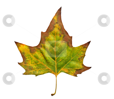 To use this stock image in your creative project, please select the size you need over to the right and click the "Add to Cart" button.
Your downloaded image will come with the Cutcaster watermark removed so don’t worry about the watermark you see on this page. Leaf of fall stock photo, One leaf is enough to represent season like Autumn. by Sinisa Botas