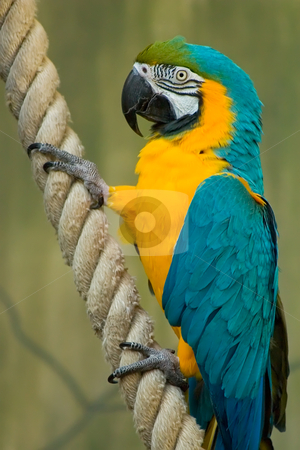 To use this stock image in your creative project, please select the size you need over to the right and click the "Add to Cart" button.
Your downloaded image will come with the Cutcaster watermark removed so don’t worry about the watermark you see on this page. Colorful Macaw On A Rope stock photo, A beatiful Blue & Gold Macaw Hanging onto a rope by Johan Knelsen
